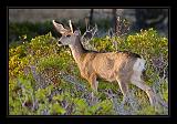 Bryce Canyon 21